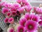 Preview: Echinocereus dasyacanthus (Lajitas)